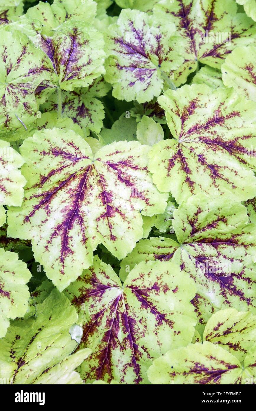 Heucherella 'Solar Power' ist eine klumpenbildende, immergrüne Staude mit gelappten, gelb-grünen Blättern, die dunkelrot gesprenkelt sind Stockfoto