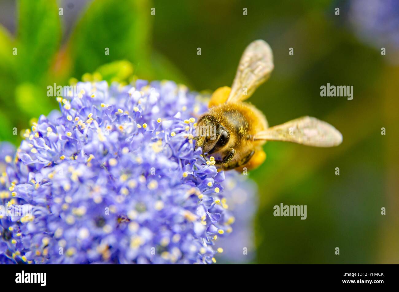 Nahaufnahme einer Honigbiene auf Ceanothus oder Kalifornien Fliederblüten Stockfoto