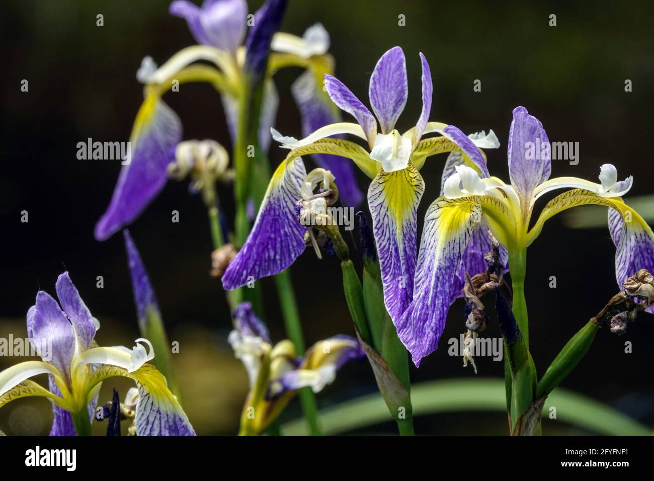 Iris Versicolor Blau Iris Blüten Blüte Blaue Flagge Iris Stockfoto