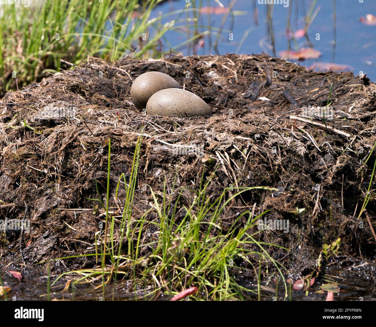 Gemeinsame Looneier und Nestbau mit Sumpfgräsern und Schlamm an der Seite des Sees in ihrer Umgebung und ihrem Lebensraum in einer magischen Zeit. Bild. Stockfoto