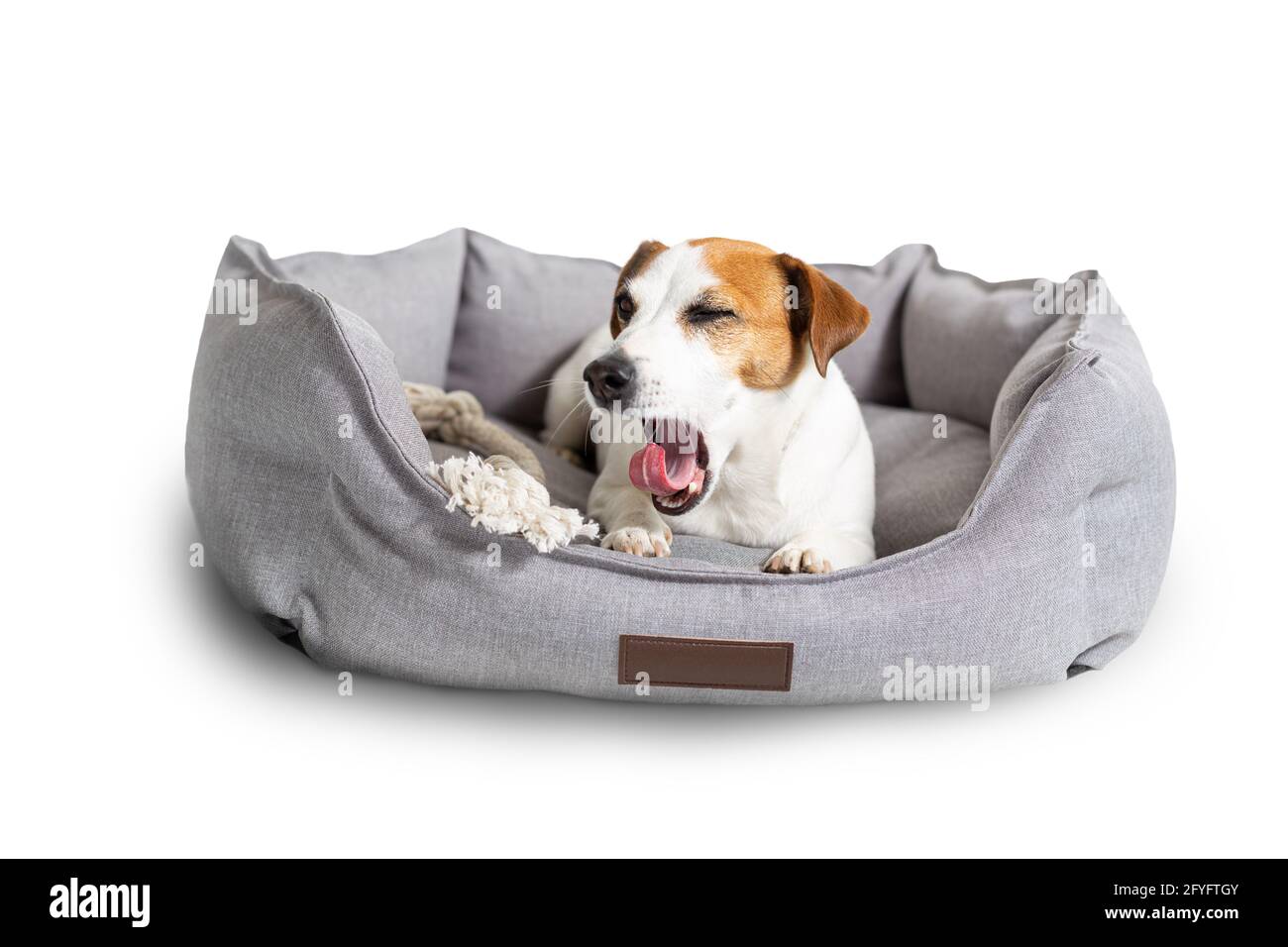 Ein gähnender Hund, Jack russell Terrier, der in einem grauen, auf Weiß isolierten Tierbett liegt. Stockfoto