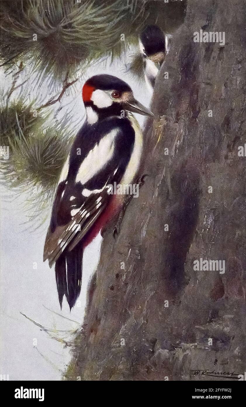 Bauchmalerei Stockfotos Und Bilder Kaufen Alamy