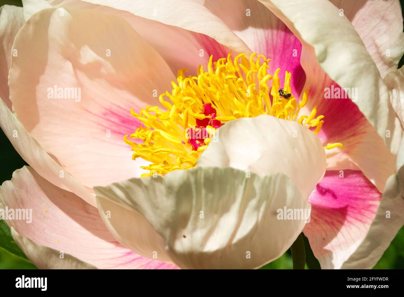 Pfingstrose „weiche Aprikosen-Küsse“, die Lachsfarbe einer hübschen becherförmigen Öffnungsblume Stockfoto