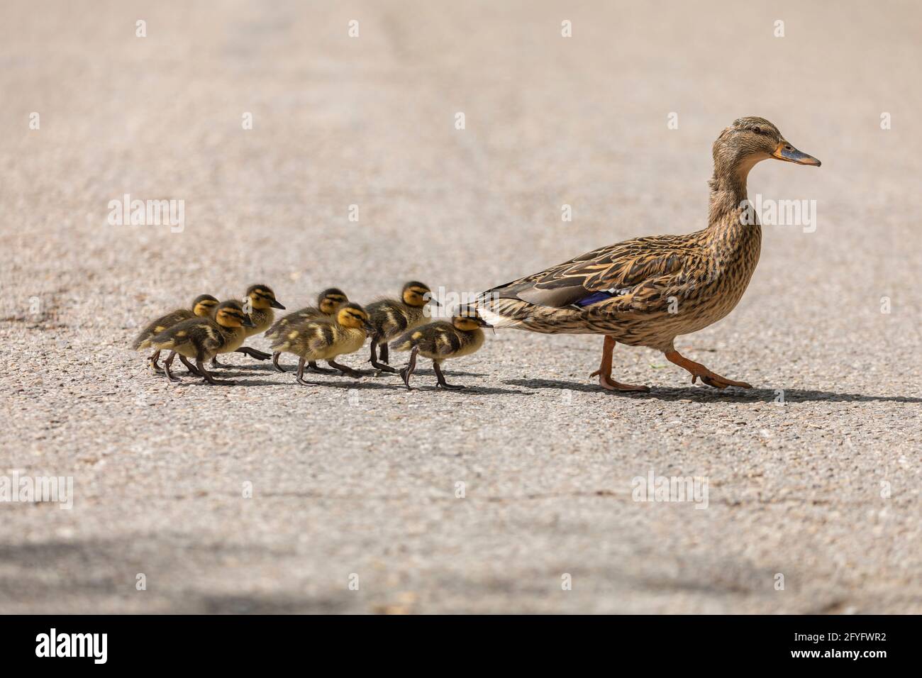 Eine weibliche Ente, ein mallardenes Exemplar, Anas platyrhynchos, überquert den Asphalt eines Pfades im Retiro Park in Madrid, gefolgt von ihren neugeborenen Enten, Stockfoto