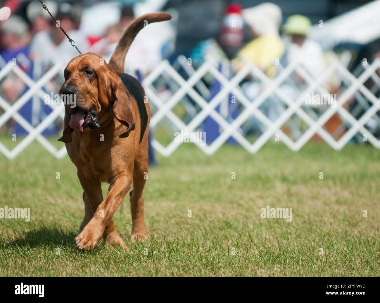 Bloodhound im Hundeschauring Stockfoto
