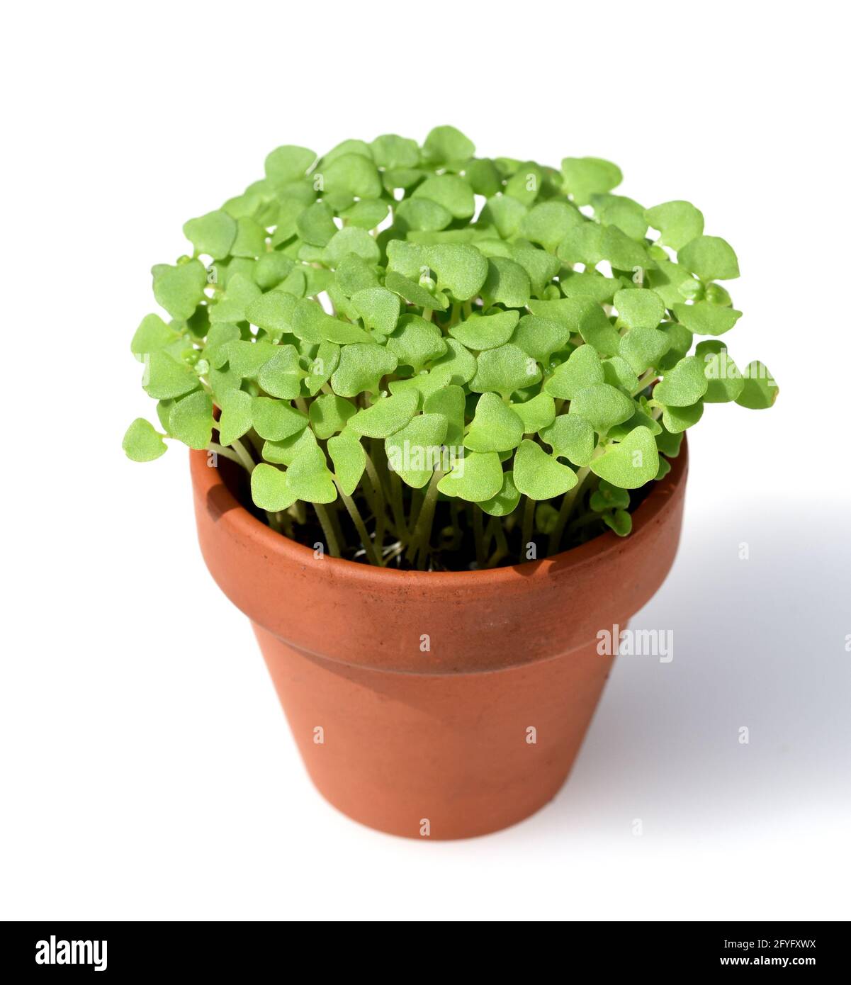Basilikum, Ocimum basilicum, ist eine Heilpflanze und Kuechengewuerz mit gruenen Blaettern. Basilikum Ocimum basilicum, ist eine Heilpflanze und Küche Stockfoto