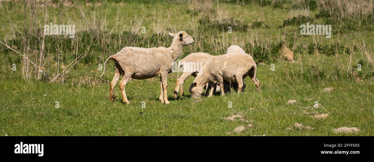 Vier Schafe auf der schönen grünen Wiese. Stockfoto