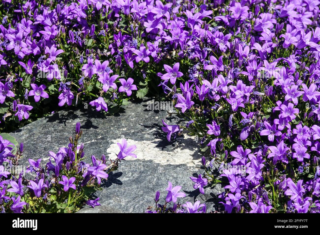 Campanula „Resholdt's Varieté“ Blaue Campanula Alpenpflanzen felsige Steinblumen Blaue Blumen dalmatinische Bellflower blühende Blüten blühende Gartenblumen Stockfoto