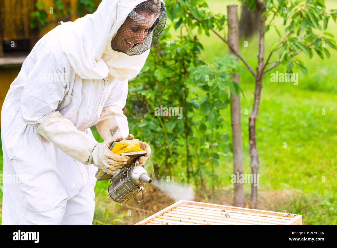 Imker mit Smoker controlling beeyard und Bienen Stockfoto