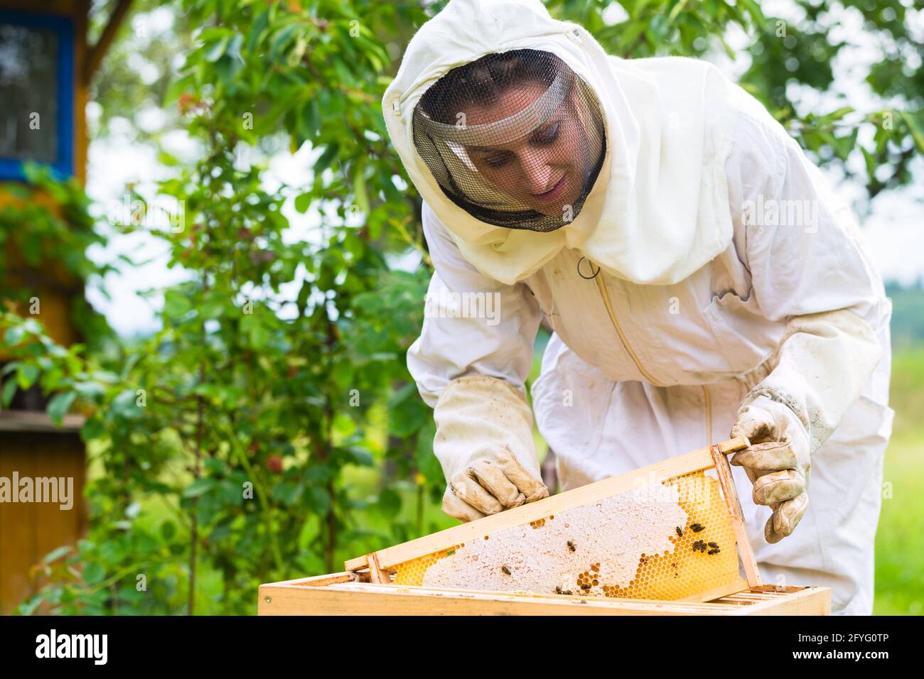 Weibliche Imker controlling Bienenstock und Kamm frame Stockfoto