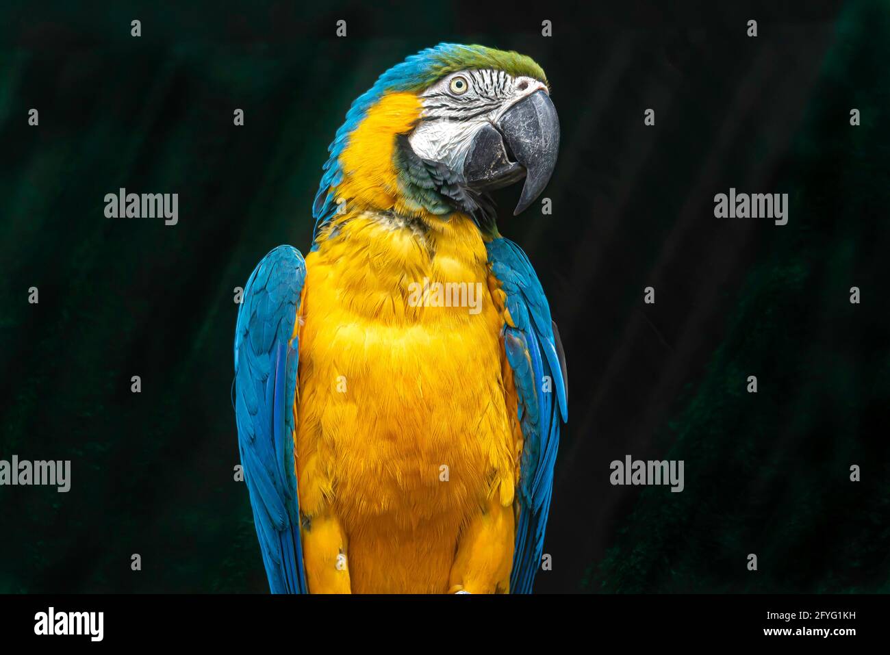 Ein blauer und gelber Ara, der auf einem Glied thront. Stockfoto