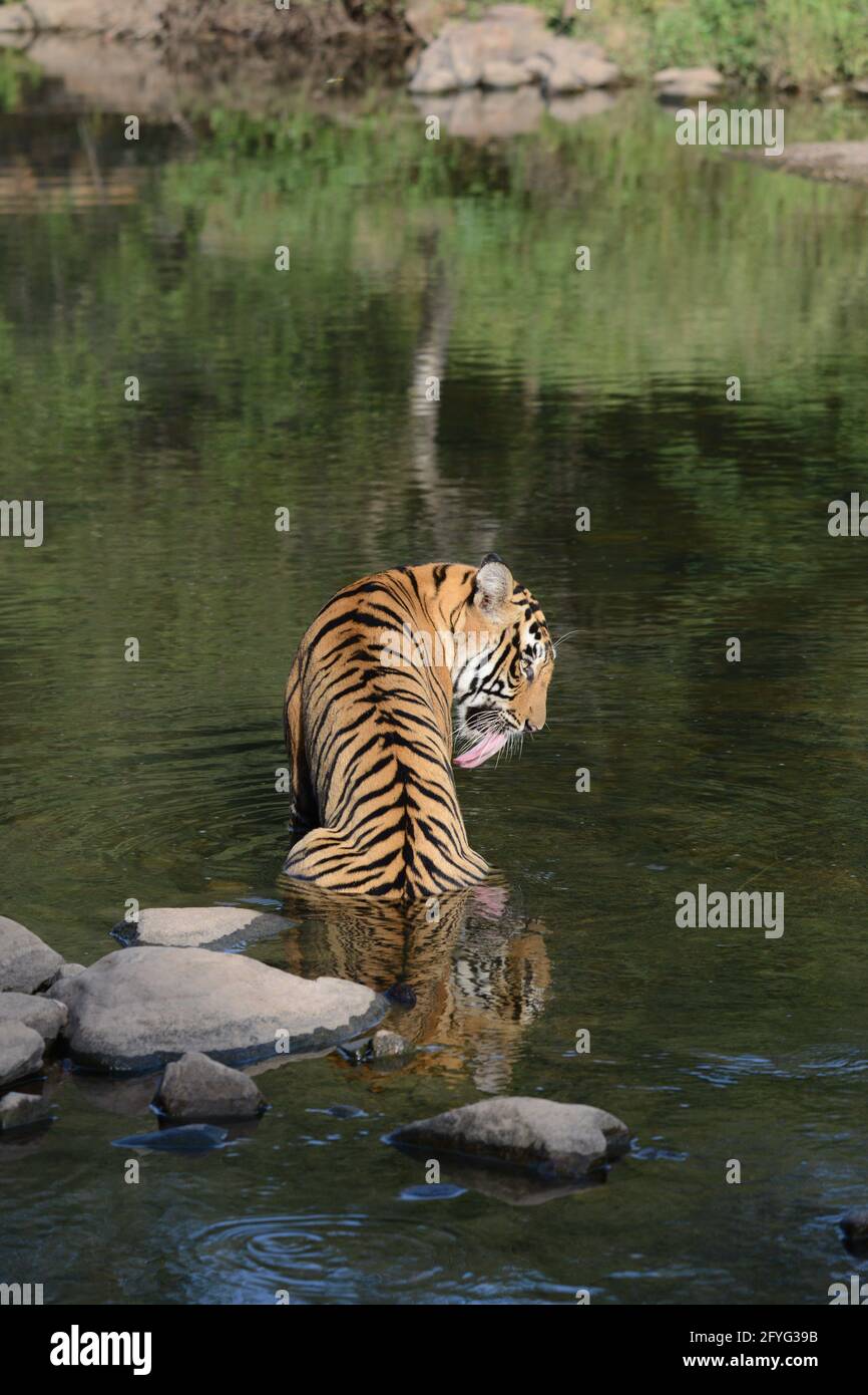 Tiger im Dschungel Teich Stockfoto