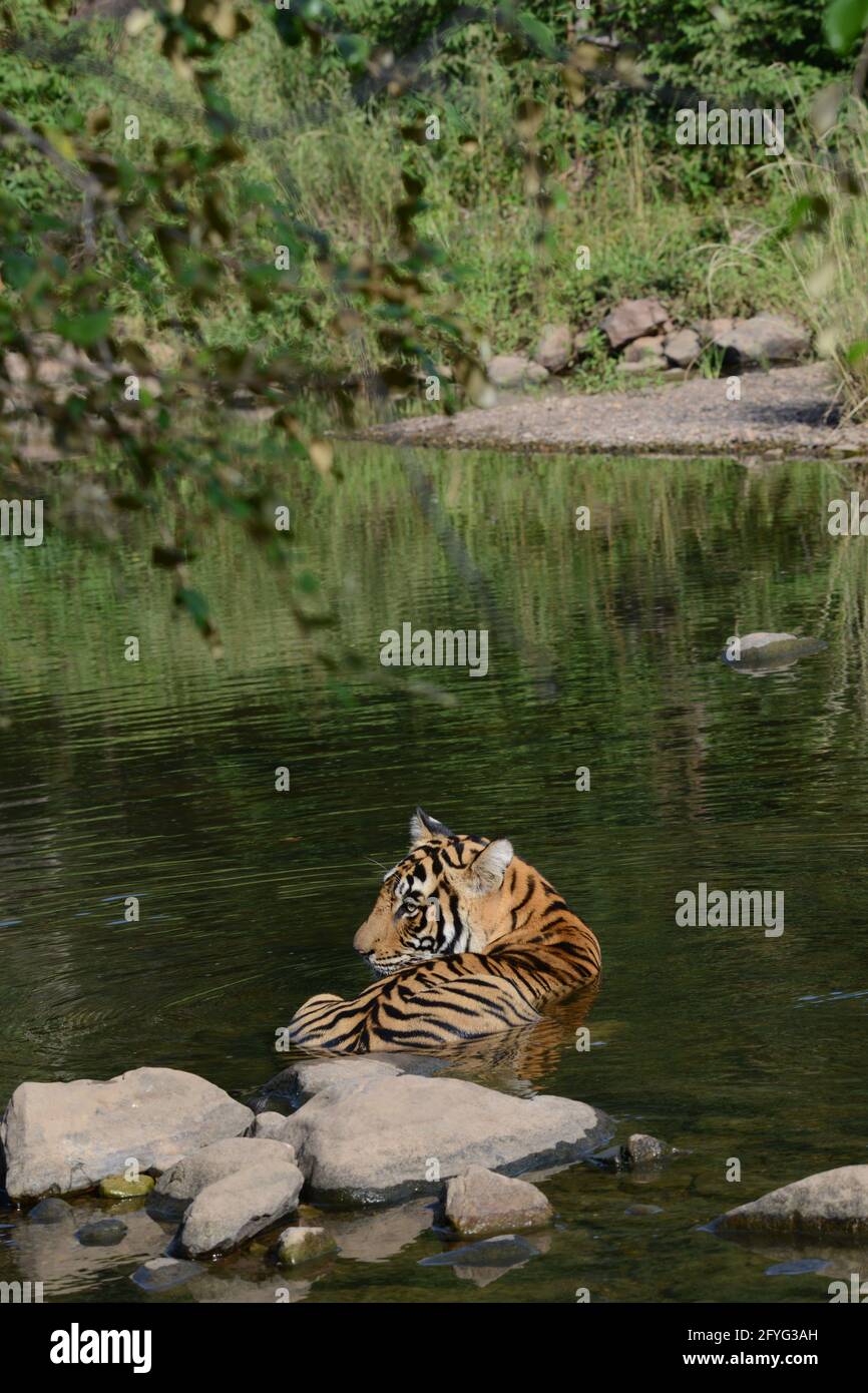 Tiger im Dschungel Teich Stockfoto