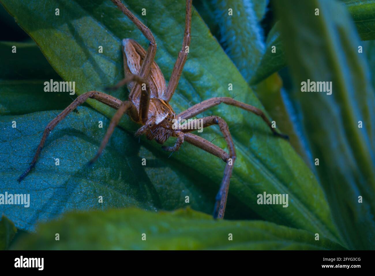 Spinne auf einem Blatt, Pisaura mirabilis, Netzspinne Stockfoto