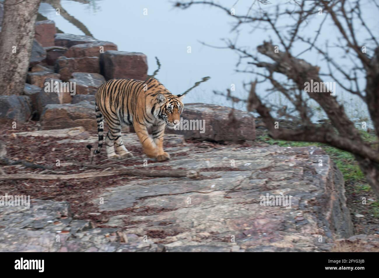 Tiger in seinem Lebensraum Stockfoto