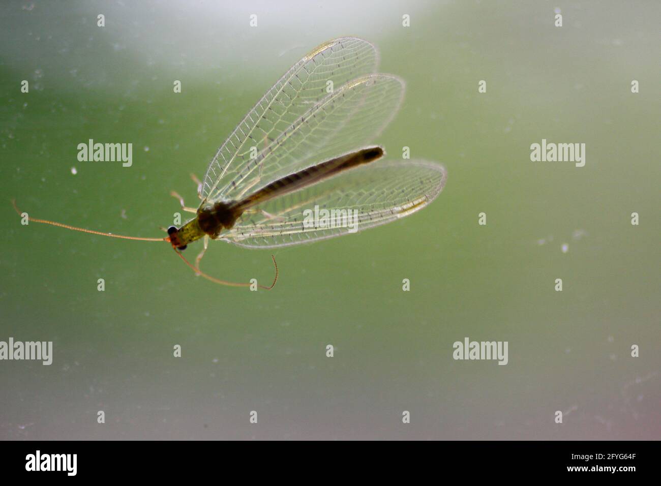 Mayfly an einem Glasfenster befestigt Stockfoto