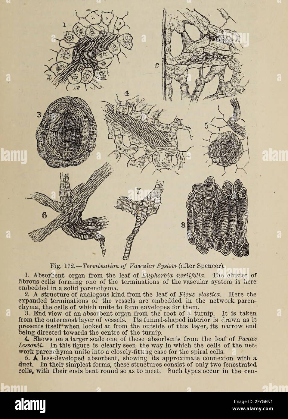 Zellen unter dem Mikroskop aus dem Buch "das Mikroskop: Seine Geschichte, Konstruktion und Anwendung" von Hogg, Jabez, 1817-1899 Veröffentlicht in London von G. Routledge im Jahr 1869 mit Illustrationen von TUFFEN WEST Stockfoto