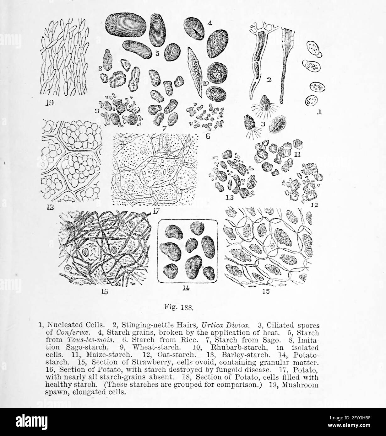 Zellen unter dem Mikroskop aus dem Buch "das Mikroskop: Seine Geschichte, Konstruktion und Anwendung" von Hogg, Jabez, 1817-1899 Veröffentlicht in London von G. Routledge im Jahr 1869 mit Illustrationen von TUFFEN WEST Stockfoto
