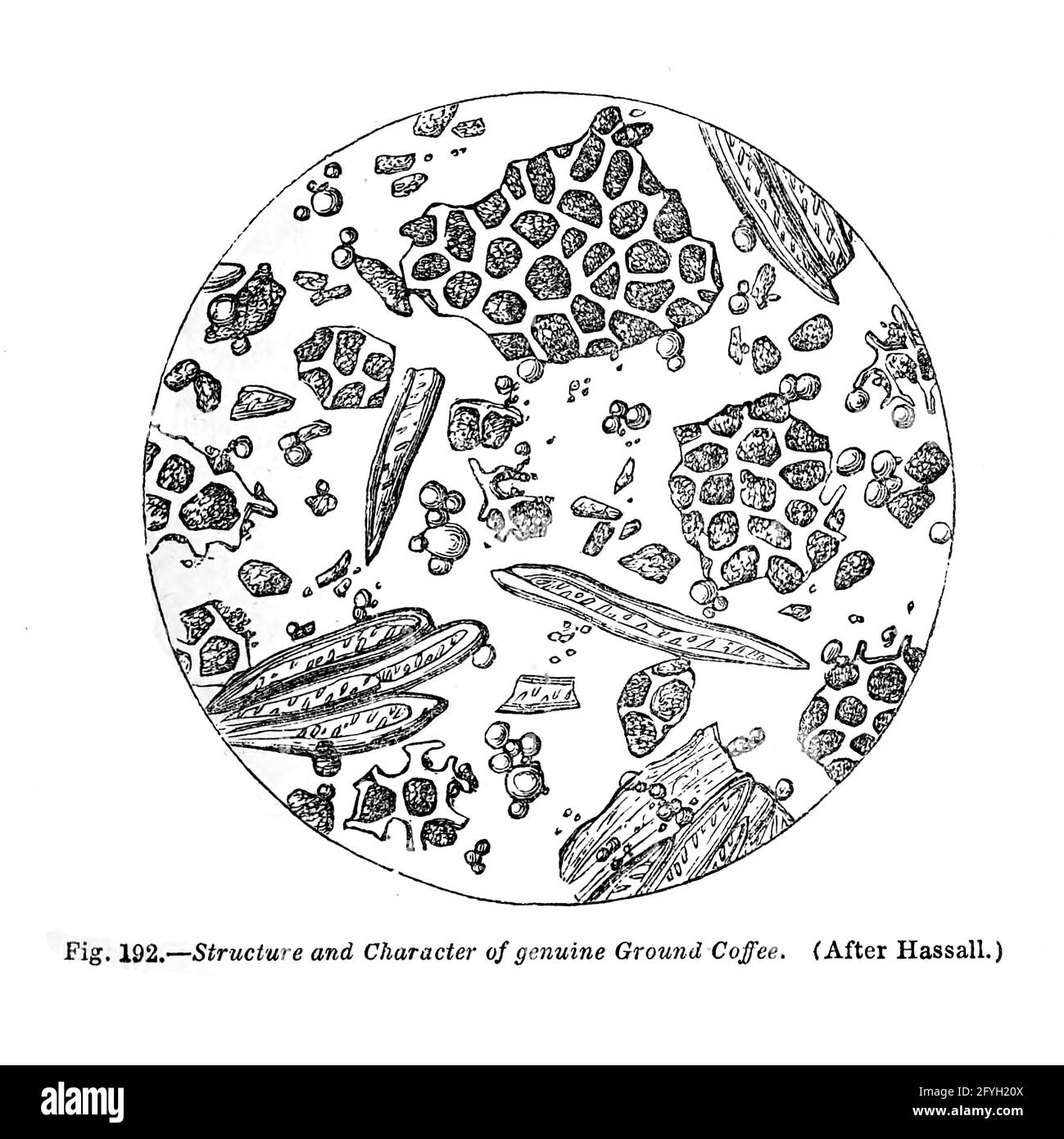 Zellen unter dem Mikroskop aus dem Buch "das Mikroskop: Seine Geschichte, Konstruktion und Anwendung" von Hogg, Jabez, 1817-1899 Veröffentlicht in London von G. Routledge im Jahr 1869 mit Illustrationen von TUFFEN WEST Stockfoto