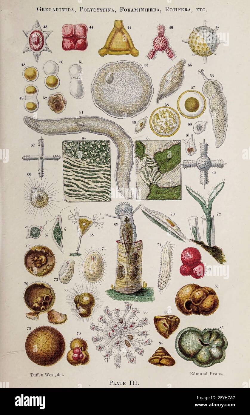 Zellen unter dem Mikroskop aus dem Buch "das Mikroskop: Seine Geschichte, Konstruktion und Anwendung" von Hogg, Jabez, 1817-1899 Veröffentlicht in London von G. Routledge im Jahr 1869 mit Illustrationen von TUFFEN WEST Stockfoto