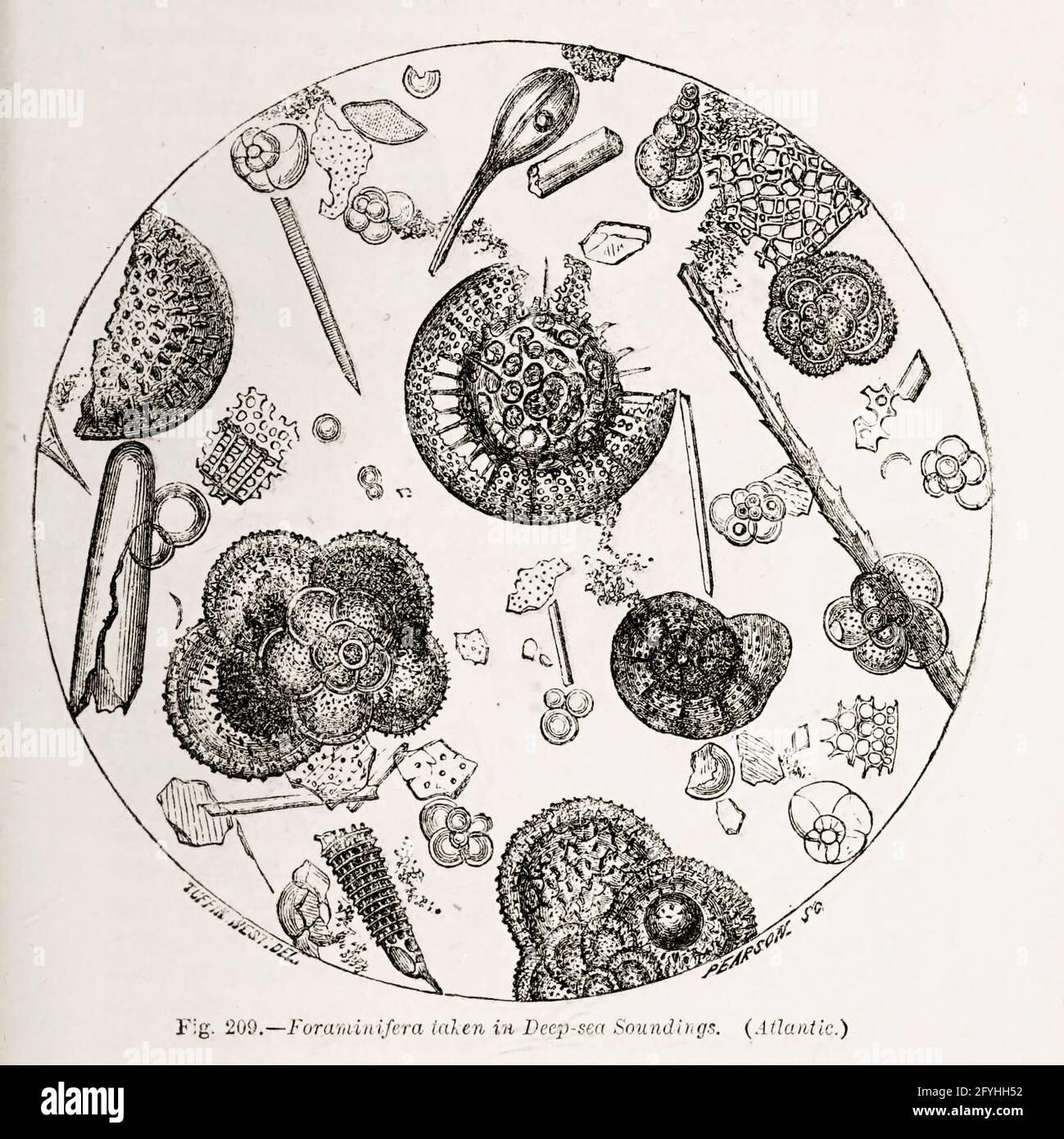 Zellen unter dem Mikroskop aus dem Buch "das Mikroskop: Seine Geschichte, Konstruktion und Anwendung" von Hogg, Jabez, 1817-1899 Veröffentlicht in London von G. Routledge im Jahr 1869 mit Illustrationen von TUFFEN WEST Stockfoto