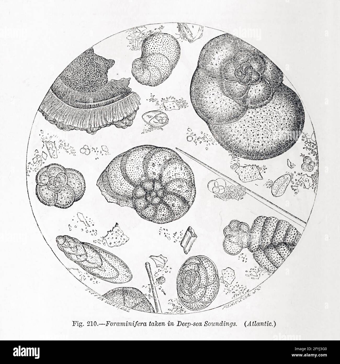 Zellen unter dem Mikroskop aus dem Buch "das Mikroskop: Seine Geschichte, Konstruktion und Anwendung" von Hogg, Jabez, 1817-1899 Veröffentlicht in London von G. Routledge im Jahr 1869 mit Illustrationen von TUFFEN WEST Stockfoto