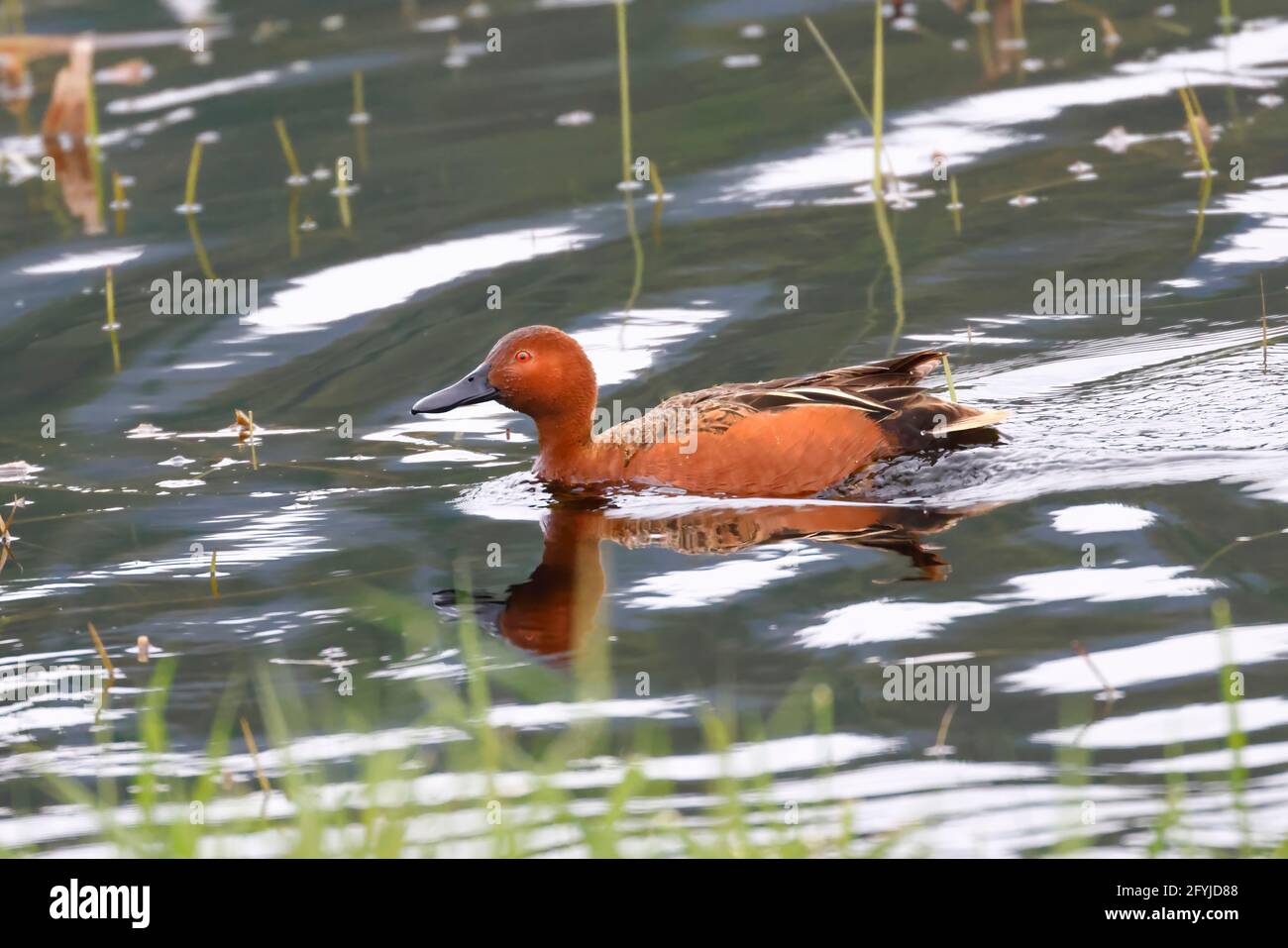 Eine Zimtteale schwimmt im Wasser in der Nähe von Coeur d'Alene, Idaho Stockfoto