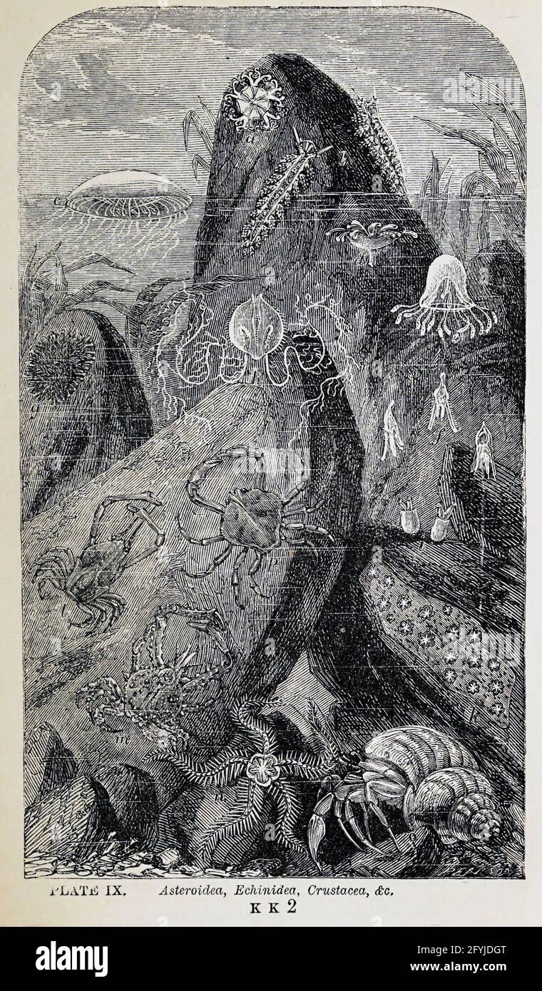 Kunstwerk von winzigen Organismen unter dem Mikroskop aus dem Buch "das Mikroskop: Seine Geschichte, Konstruktion und Anwendung" von Hogg, Jabez, 1817-1899 Veröffentlicht in London von G. Routledge im Jahr 1869 mit Illustrationen von TUFFEN WEST Stockfoto