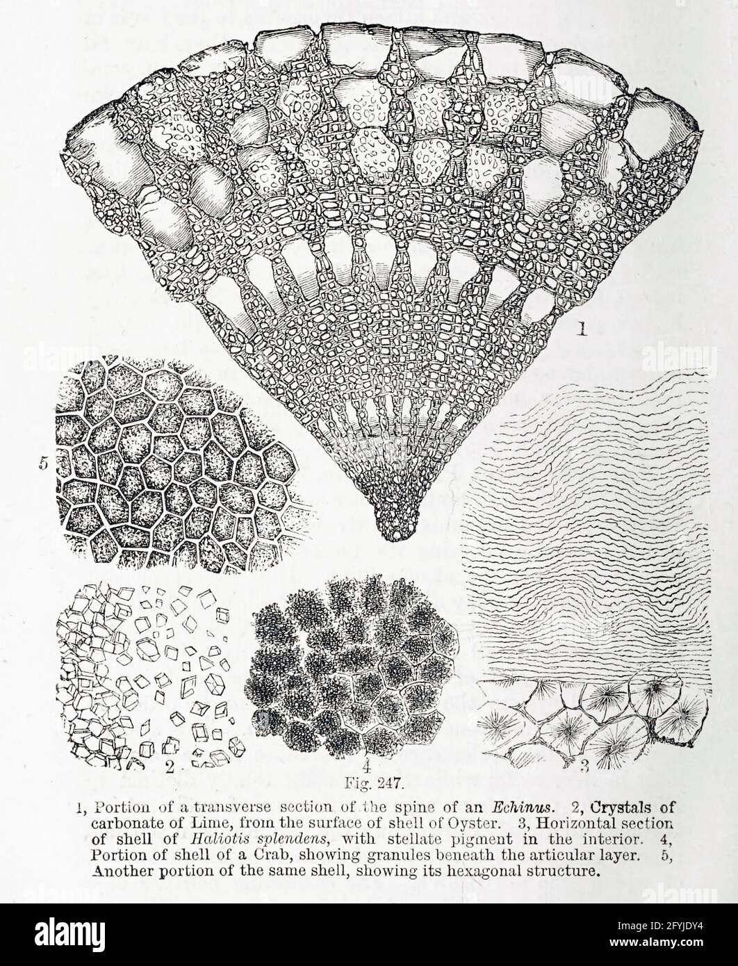 Kunstwerk von winzigen Organismen unter dem Mikroskop aus dem Buch "das Mikroskop: Seine Geschichte, Konstruktion und Anwendung" von Hogg, Jabez, 1817-1899 Veröffentlicht in London von G. Routledge im Jahr 1869 mit Illustrationen von TUFFEN WEST Stockfoto