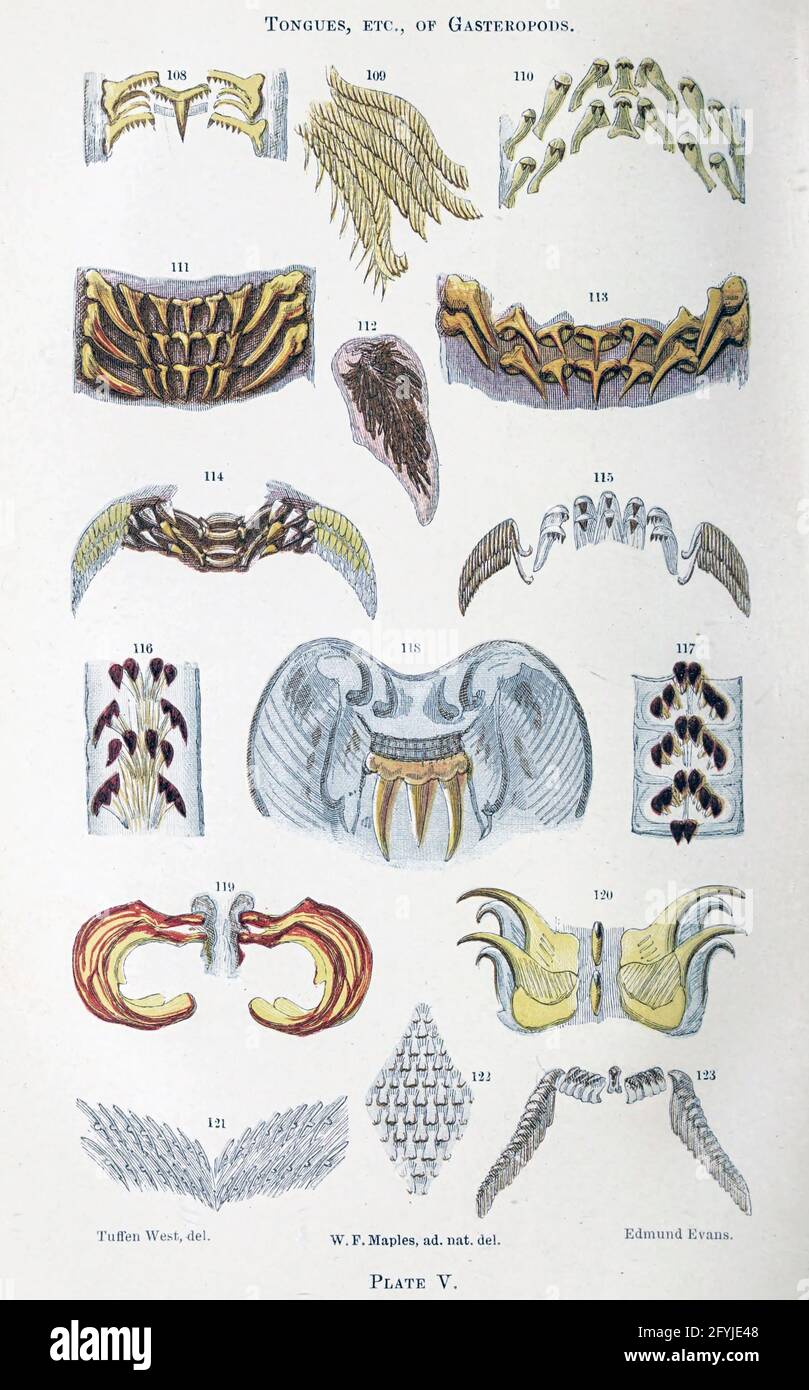 Kunstwerk von winzigen Organismen unter dem Mikroskop aus dem Buch "das Mikroskop: Seine Geschichte, Konstruktion und Anwendung" von Hogg, Jabez, 1817-1899 Veröffentlicht in London von G. Routledge im Jahr 1869 mit Illustrationen von TUFFEN WEST Stockfoto