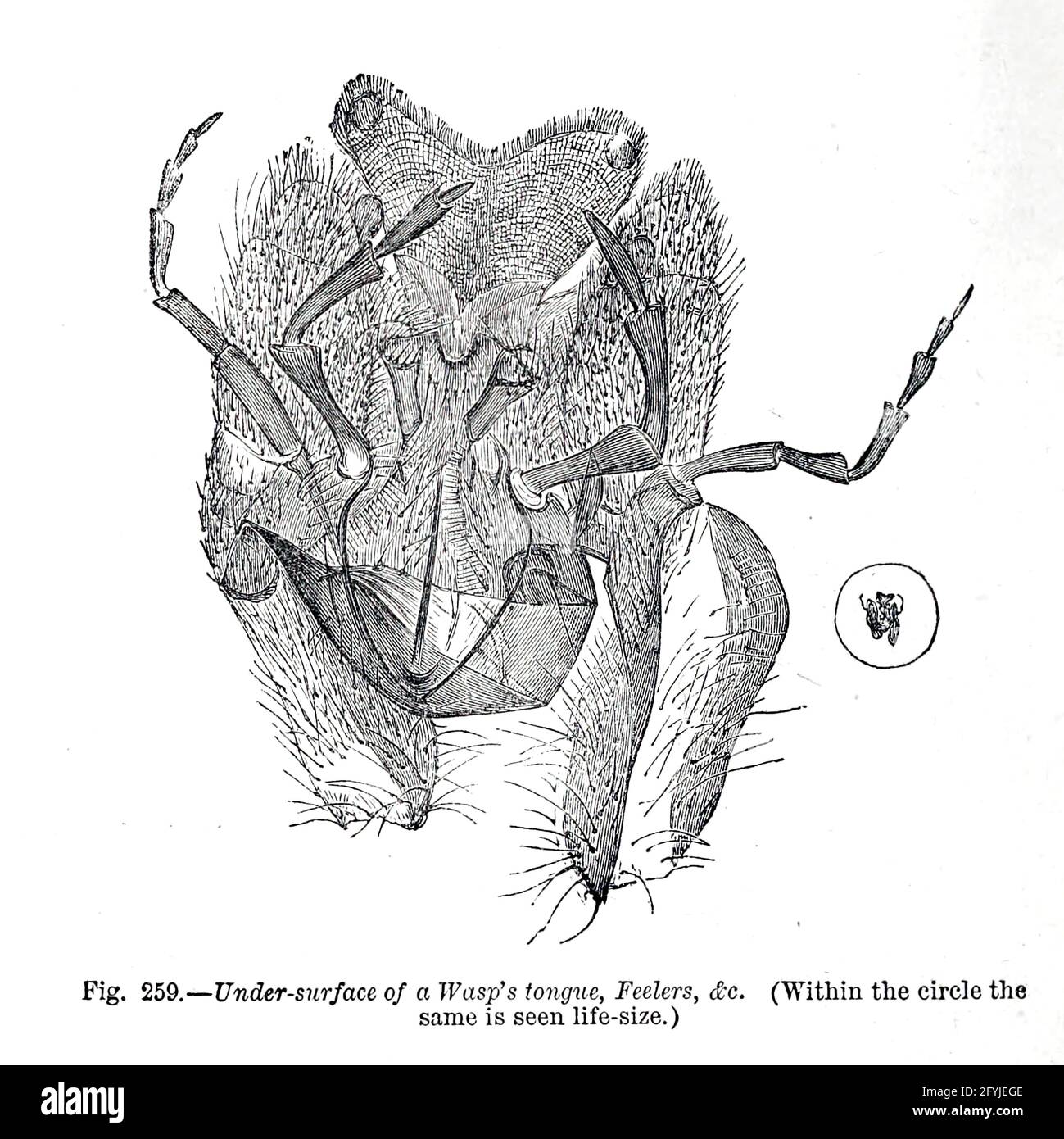 Kunstwerk von winzigen Organismen unter dem Mikroskop aus dem Buch "das Mikroskop: Seine Geschichte, Konstruktion und Anwendung" von Hogg, Jabez, 1817-1899 Veröffentlicht in London von G. Routledge im Jahr 1869 mit Illustrationen von TUFFEN WEST Stockfoto