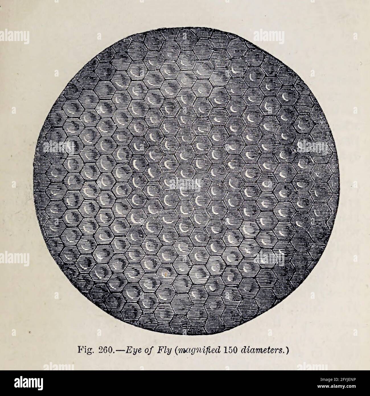 Kunstwerk von winzigen Organismen unter dem Mikroskop aus dem Buch "das Mikroskop: Seine Geschichte, Konstruktion und Anwendung" von Hogg, Jabez, 1817-1899 Veröffentlicht in London von G. Routledge im Jahr 1869 mit Illustrationen von TUFFEN WEST Stockfoto