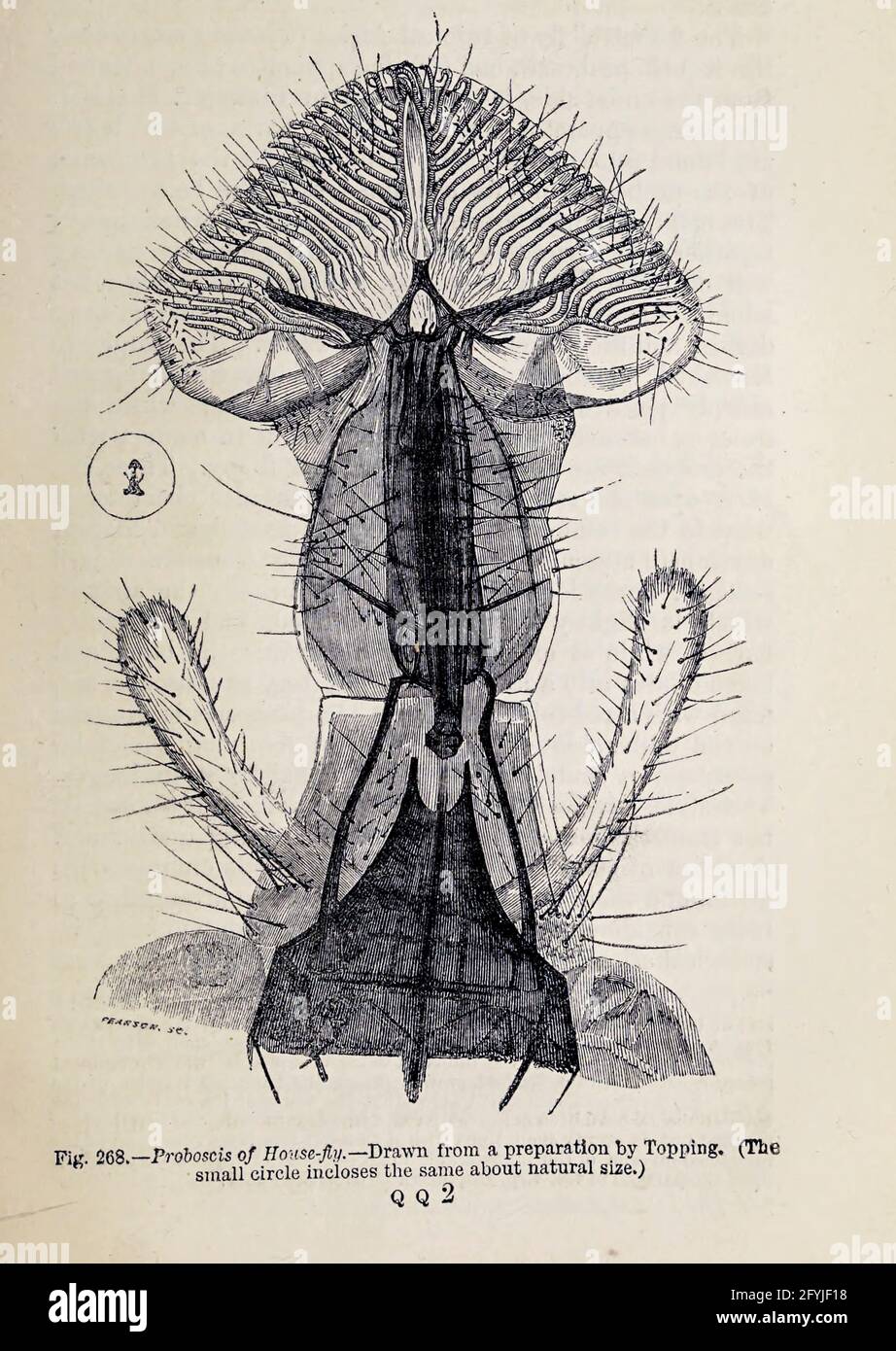 Kunstwerk von winzigen Organismen unter dem Mikroskop aus dem Buch "das Mikroskop: Seine Geschichte, Konstruktion und Anwendung" von Hogg, Jabez, 1817-1899 Veröffentlicht in London von G. Routledge im Jahr 1869 mit Illustrationen von TUFFEN WEST Stockfoto