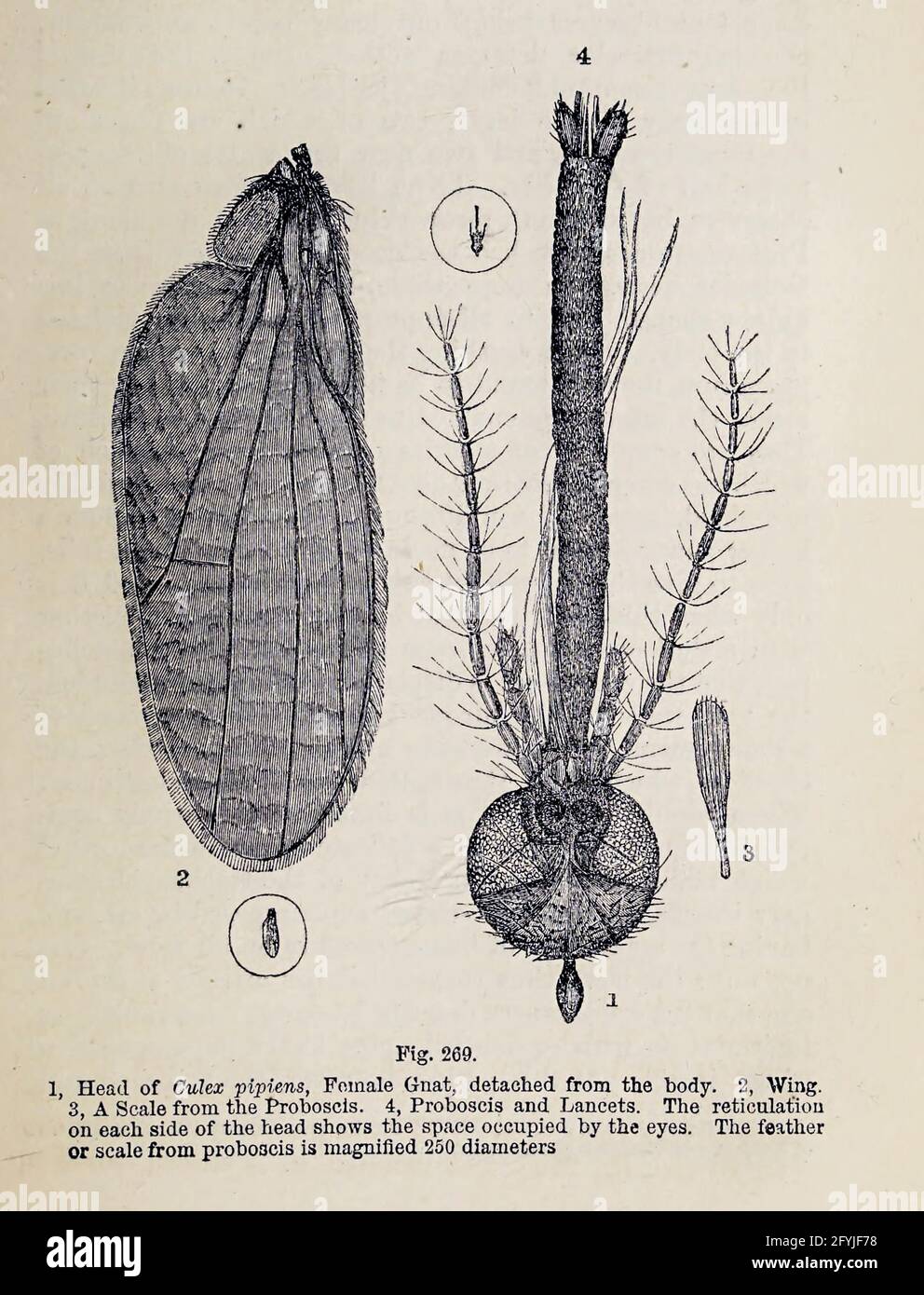 Kunstwerk von winzigen Organismen unter dem Mikroskop aus dem Buch "das Mikroskop: Seine Geschichte, Konstruktion und Anwendung" von Hogg, Jabez, 1817-1899 Veröffentlicht in London von G. Routledge im Jahr 1869 mit Illustrationen von TUFFEN WEST Stockfoto