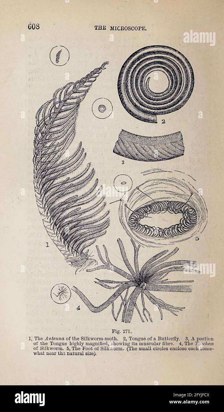 Kunstwerk von winzigen Organismen unter dem Mikroskop aus dem Buch "das Mikroskop: Seine Geschichte, Konstruktion und Anwendung" von Hogg, Jabez, 1817-1899 Veröffentlicht in London von G. Routledge im Jahr 1869 mit Illustrationen von TUFFEN WEST Stockfoto