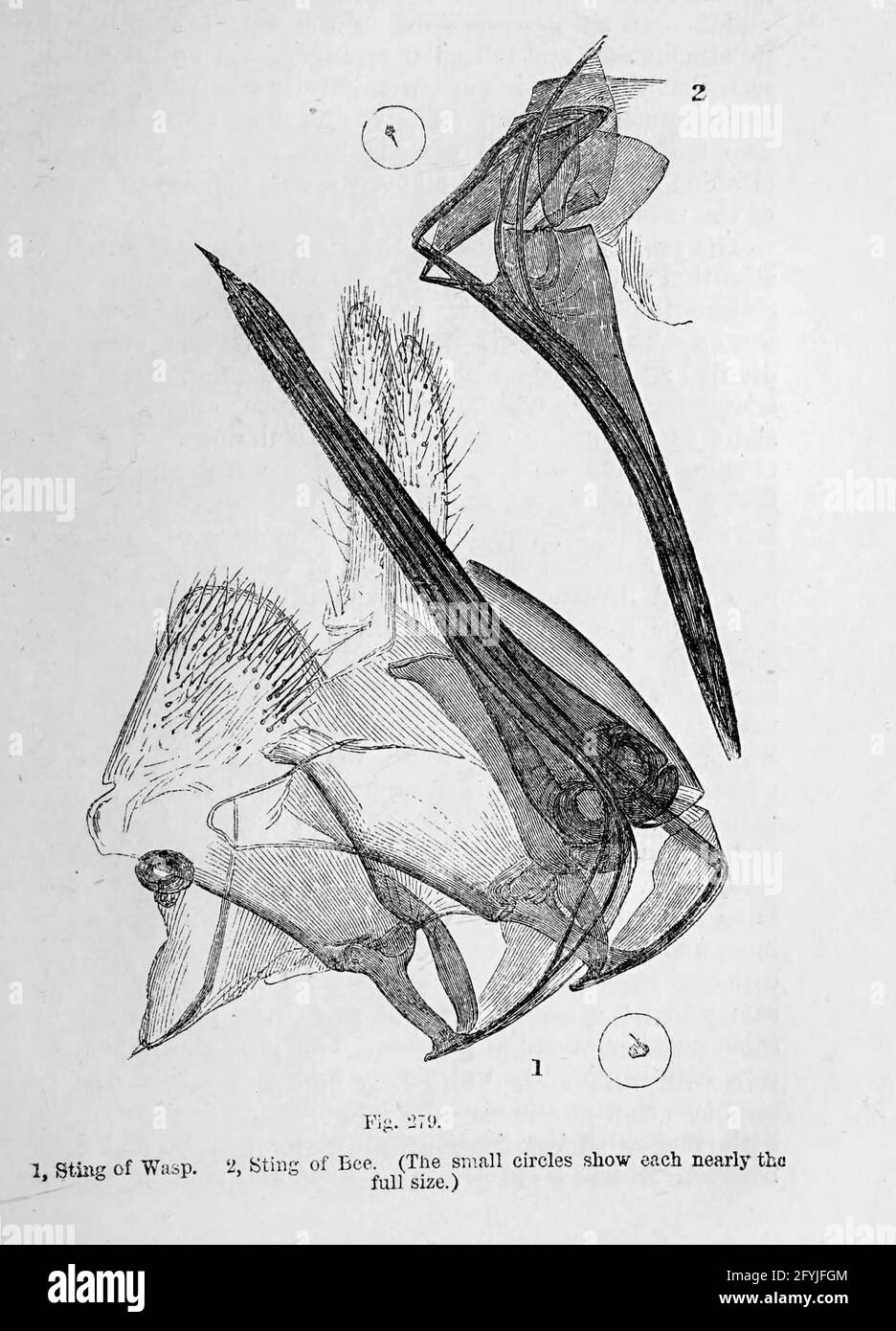 Kunstwerk von winzigen Organismen unter dem Mikroskop aus dem Buch "das Mikroskop: Seine Geschichte, Konstruktion und Anwendung" von Hogg, Jabez, 1817-1899 Veröffentlicht in London von G. Routledge im Jahr 1869 mit Illustrationen von TUFFEN WEST Stockfoto