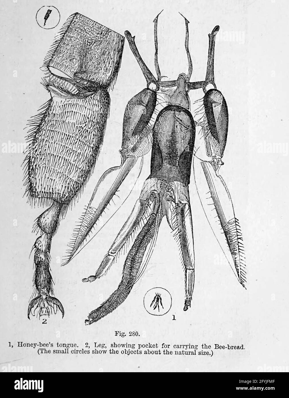 Kunstwerk von winzigen Organismen unter dem Mikroskop aus dem Buch "das Mikroskop: Seine Geschichte, Konstruktion und Anwendung" von Hogg, Jabez, 1817-1899 Veröffentlicht in London von G. Routledge im Jahr 1869 mit Illustrationen von TUFFEN WEST Stockfoto