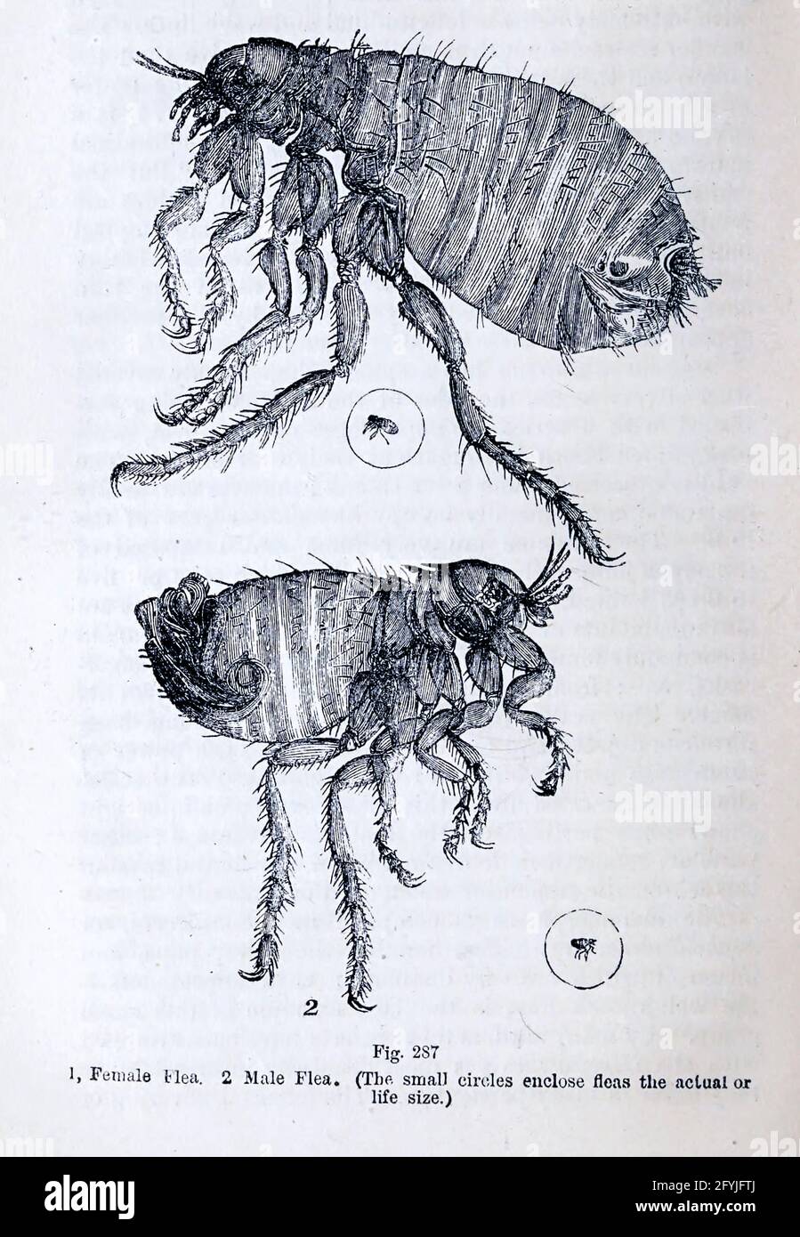 Kunstwerk von winzigen Organismen unter dem Mikroskop aus dem Buch "das Mikroskop: Seine Geschichte, Konstruktion und Anwendung" von Hogg, Jabez, 1817-1899 Veröffentlicht in London von G. Routledge im Jahr 1869 mit Illustrationen von TUFFEN WEST Stockfoto