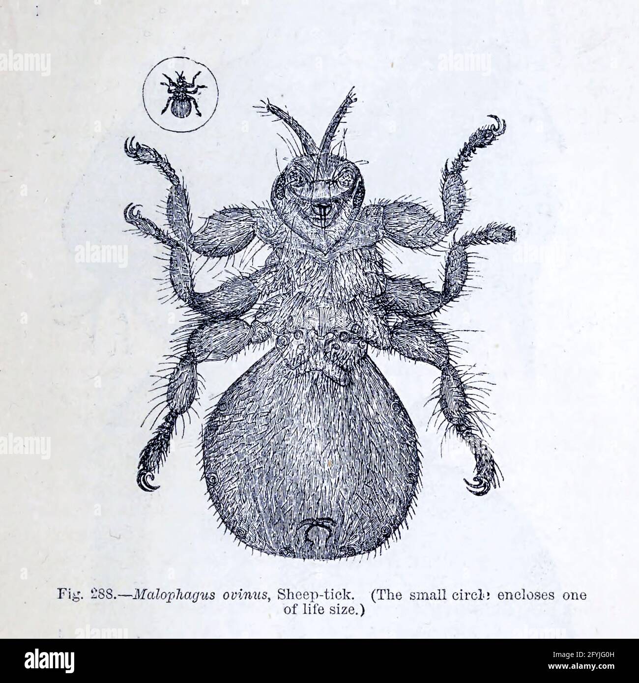 Kunstwerk von winzigen Organismen unter dem Mikroskop aus dem Buch "das Mikroskop: Seine Geschichte, Konstruktion und Anwendung" von Hogg, Jabez, 1817-1899 Veröffentlicht in London von G. Routledge im Jahr 1869 mit Illustrationen von TUFFEN WEST Stockfoto