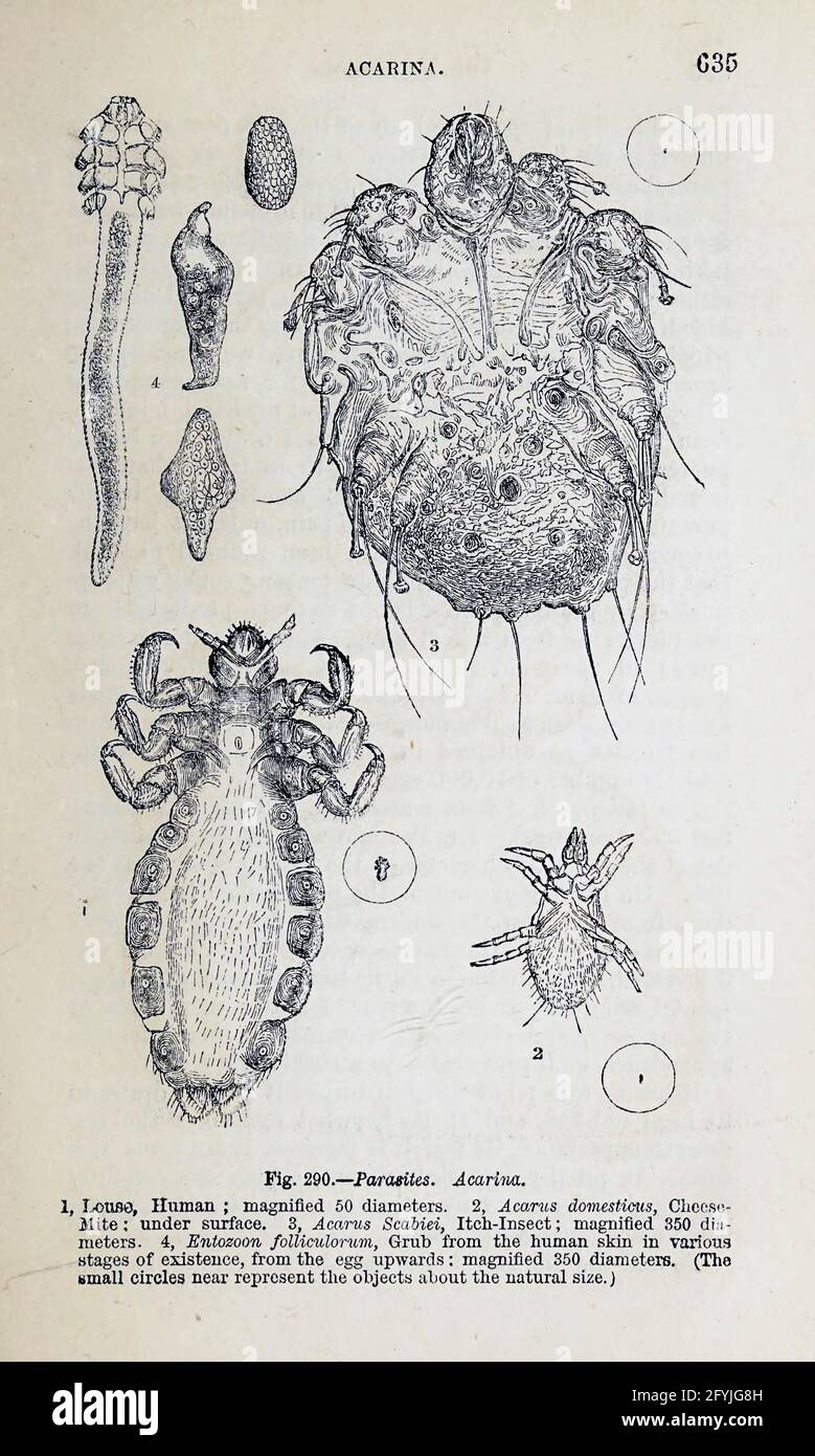 Kunstwerk von winzigen Organismen unter dem Mikroskop aus dem Buch "das Mikroskop: Seine Geschichte, Konstruktion und Anwendung" von Hogg, Jabez, 1817-1899 Veröffentlicht in London von G. Routledge im Jahr 1869 mit Illustrationen von TUFFEN WEST Stockfoto