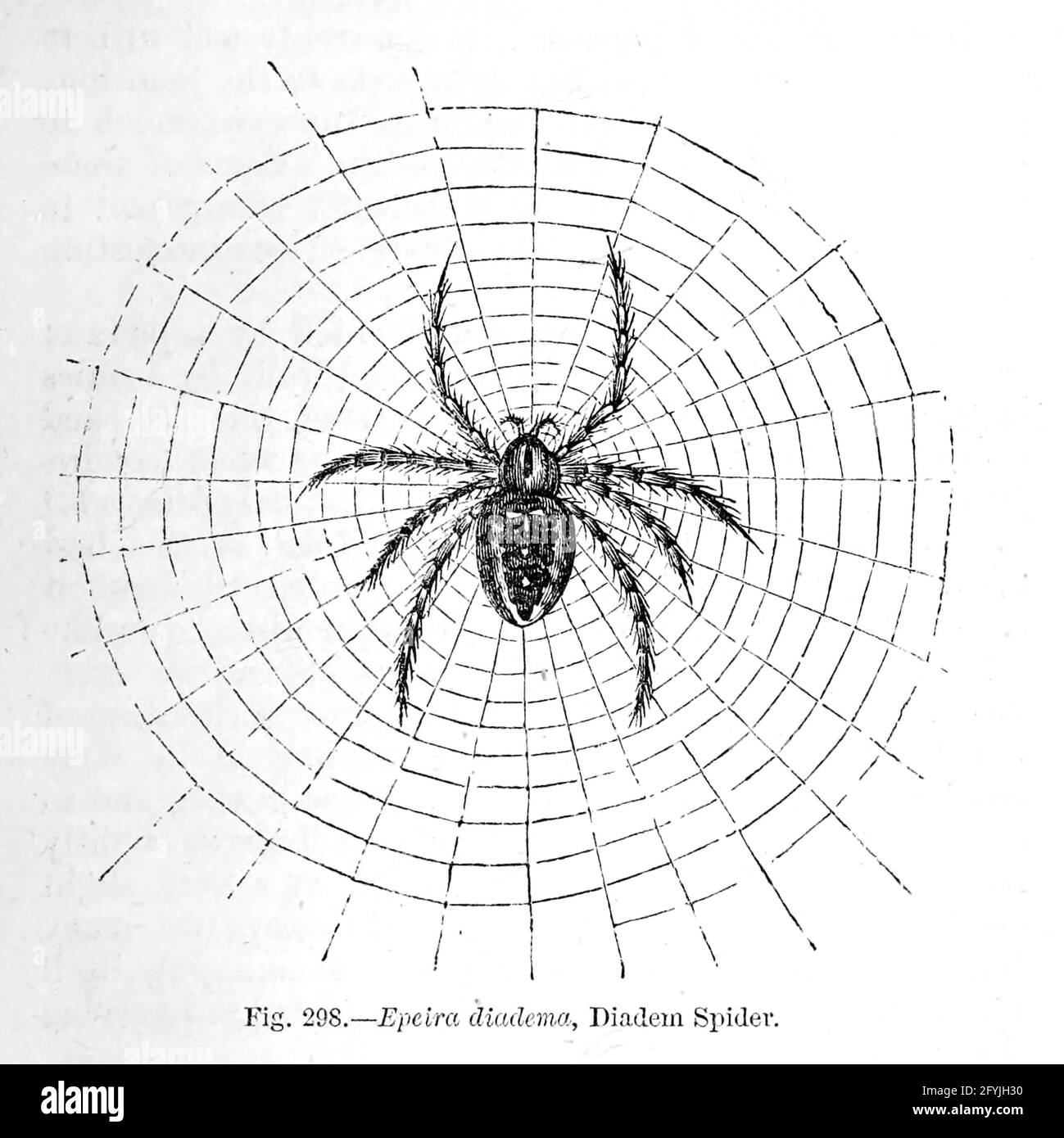 Kunstwerk von winzigen Organismen unter dem Mikroskop aus dem Buch "das Mikroskop: Seine Geschichte, Konstruktion und Anwendung" von Hogg, Jabez, 1817-1899 Veröffentlicht in London von G. Routledge im Jahr 1869 mit Illustrationen von TUFFEN WEST Stockfoto