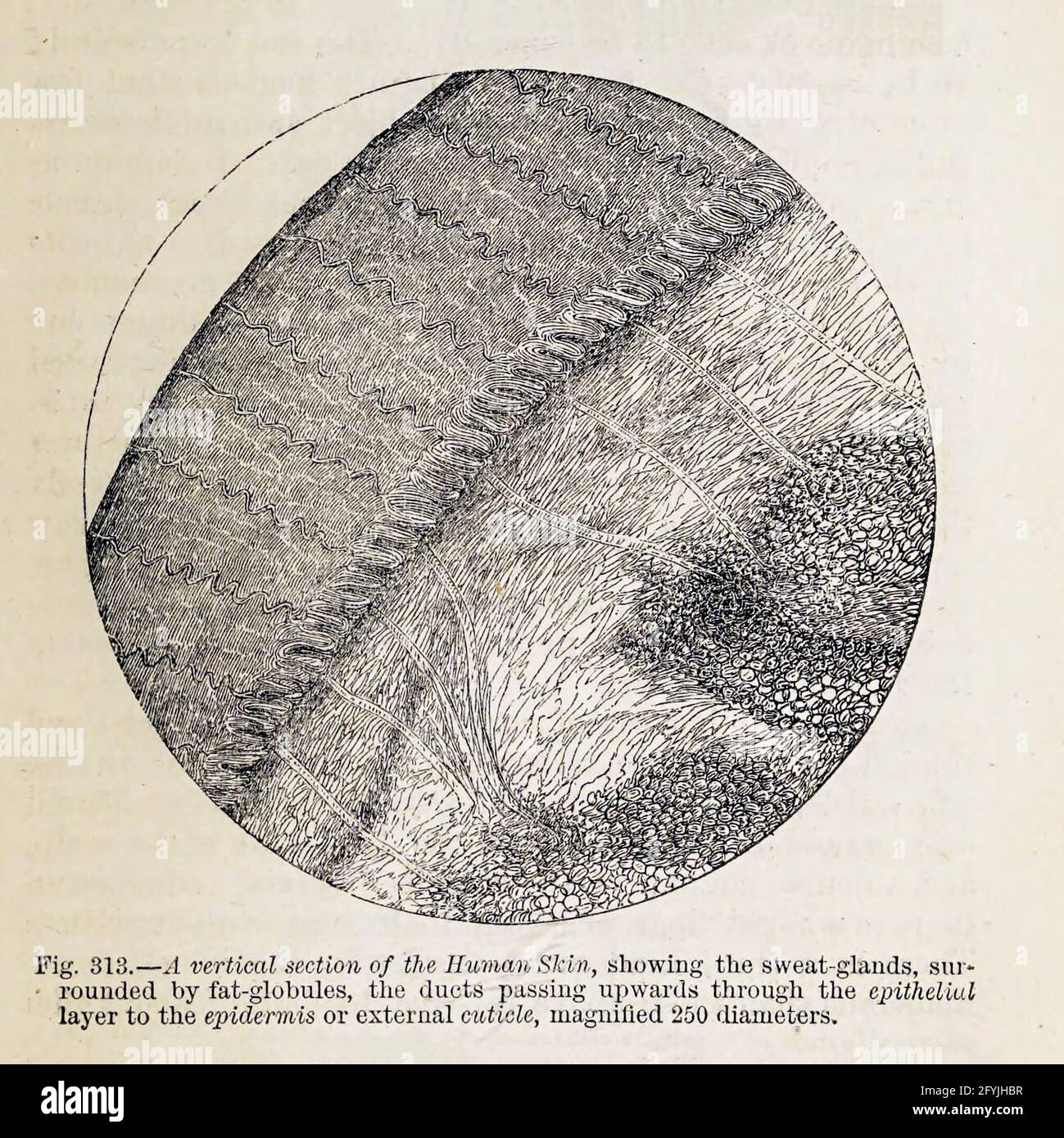 Kunstwerk von winzigen Organismen unter dem Mikroskop aus dem Buch "das Mikroskop: Seine Geschichte, Konstruktion und Anwendung" von Hogg, Jabez, 1817-1899 Veröffentlicht in London von G. Routledge im Jahr 1869 mit Illustrationen von TUFFEN WEST Stockfoto