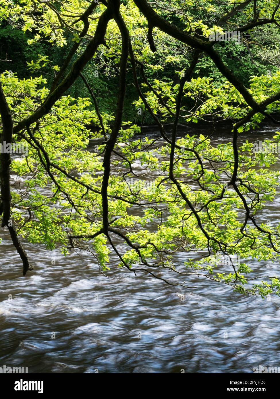 Sping Laub auf einer Eiche Baum über dem Fluss Nidd In Nidd Gorge Woods Knaresborough North Yorkshire England Stockfoto