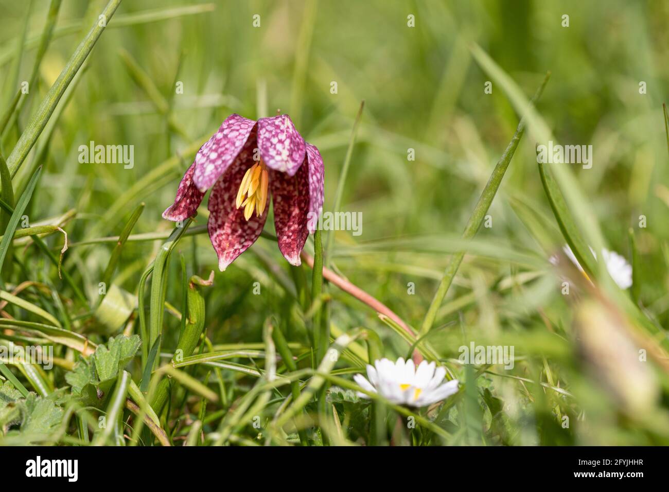 Nahaufnahme eines Schlangenkopffritillars / Fritillaria Meleagris, der seine gelben Antheren zeigt, die im Frühjahr in England, Großbritannien, blühen Stockfoto