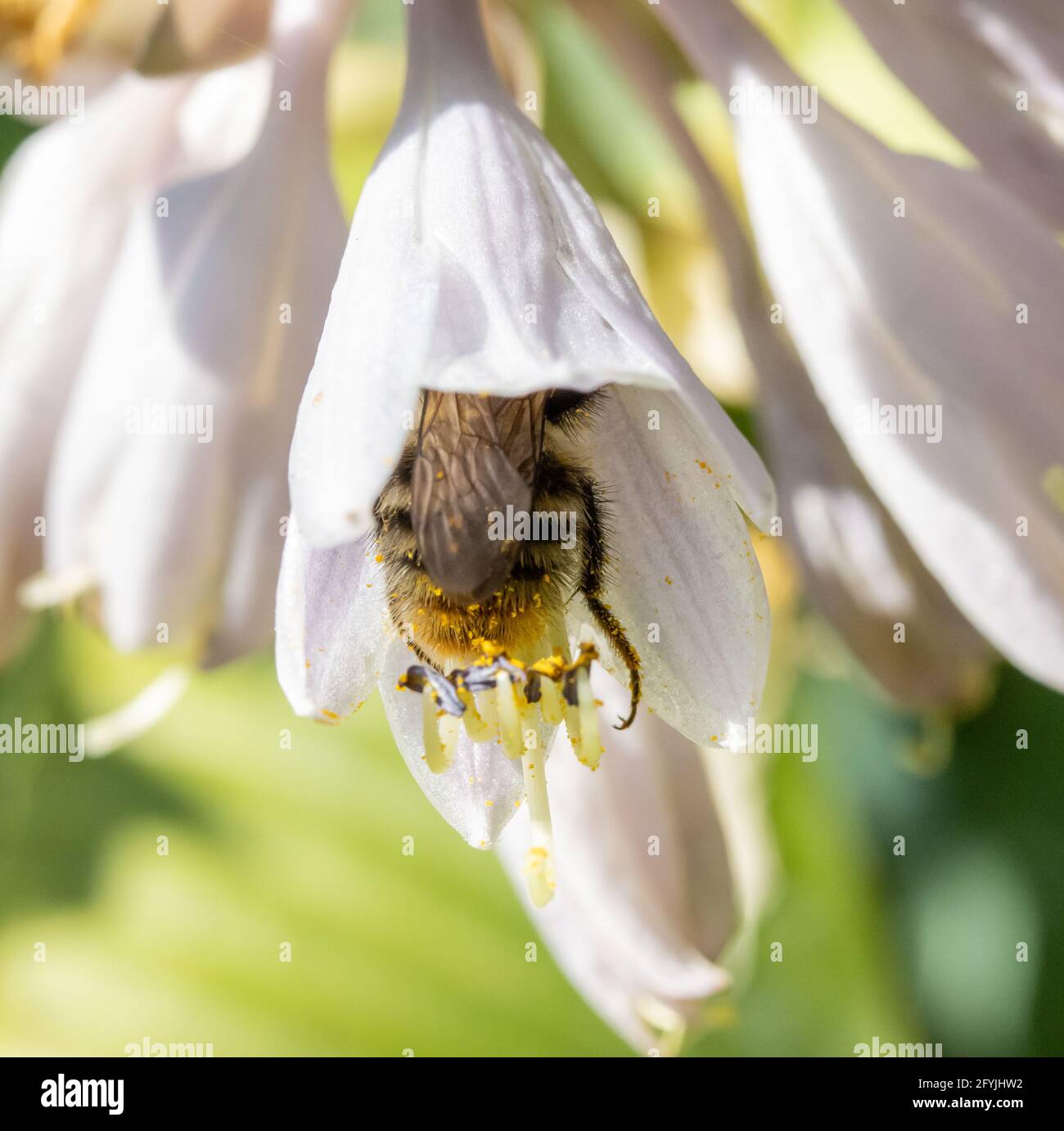 Eine Hummel sammelt Pollen in einer weißen Blume. Eine bescheidene Biene, die an einer Gartenblume arbeitet. Stockfoto