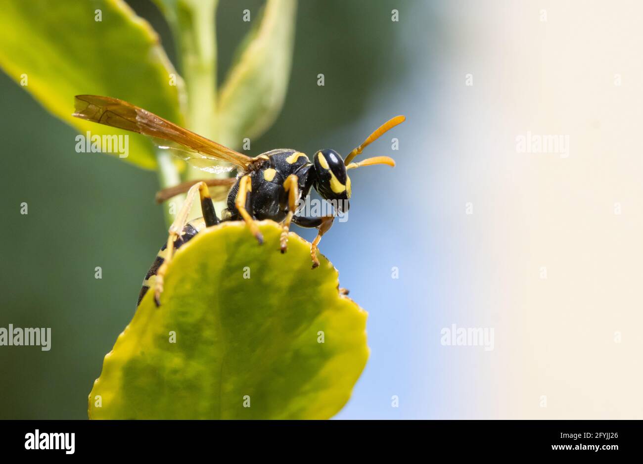 Eine Jagdwespe - Philanthus, Bienenjäger, die auf Blumen sitzen und ihr Opfer beobachten - Honigbiene. Bienenmörder-Wespen - Philanthus, Nahaufnahme. Stockfoto
