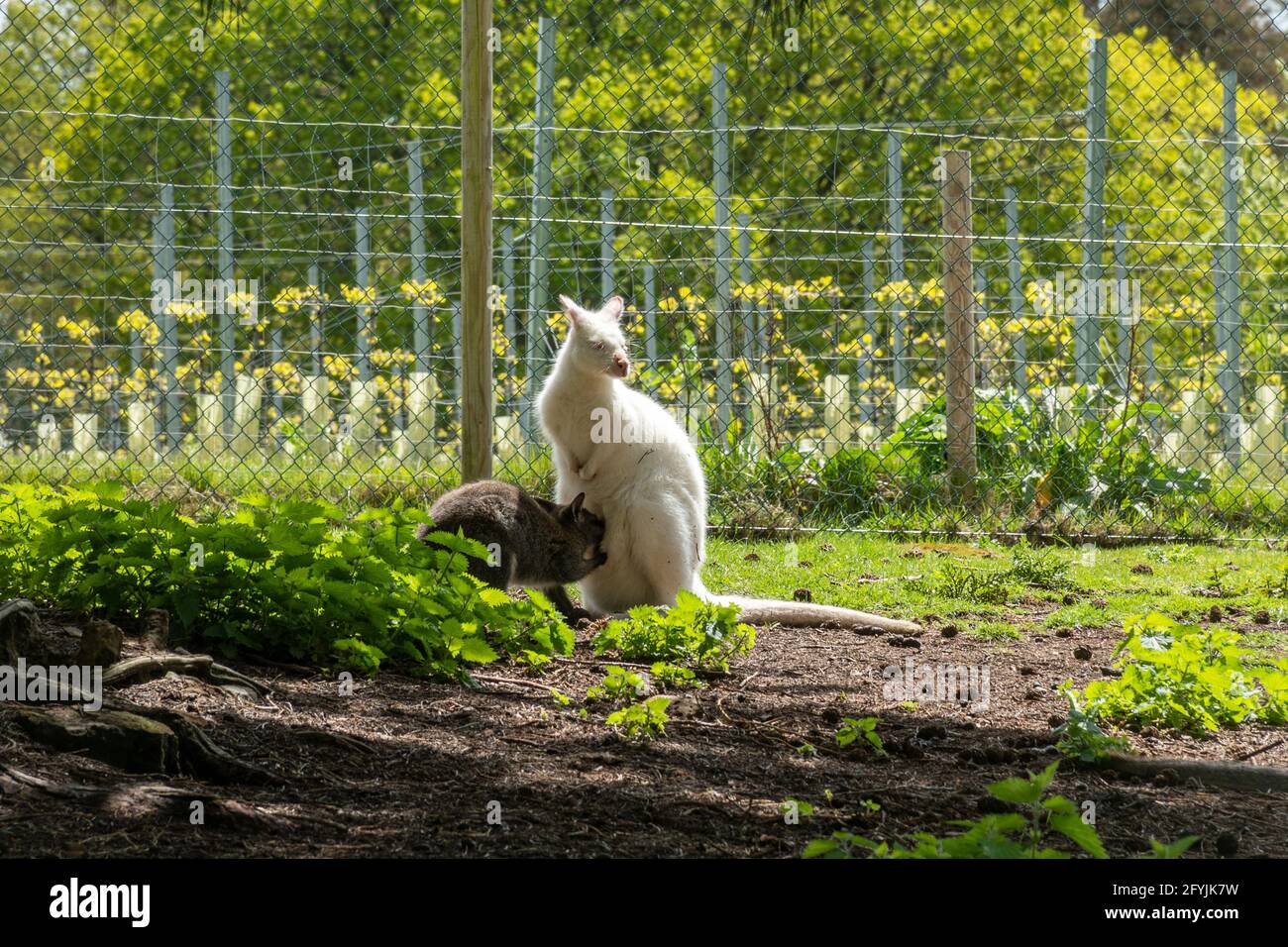 Bennett-Wallaby (Macropus rufogriseus), auch Rothalswallaby genannt, ein Beuteltier. Eine Albino-Mutter stillt ihren joey. Stockfoto