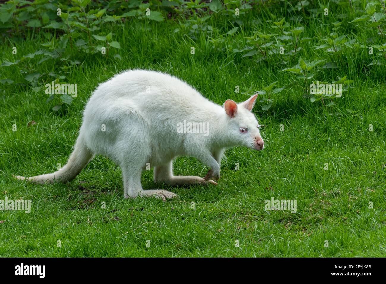 Bennett-Wallaby (Macropus rufogriseus), auch Rothalswallaby genannt, ein Albino-Beuteltier Stockfoto