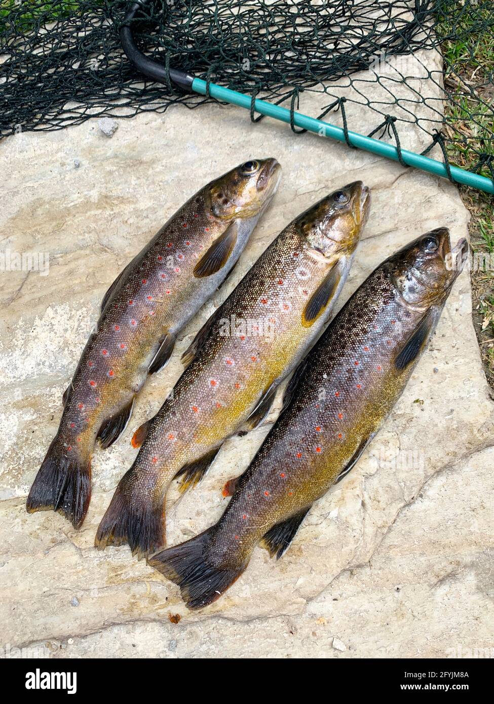 Frisch gefangener wilder Bachforelle auf einem Felsen neben einem Fischernetz, Himachal Pradesh, Indien Stockfoto