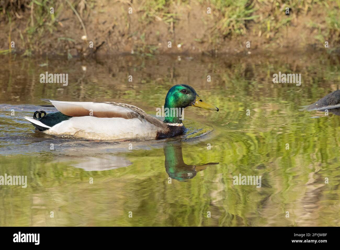 Männliche Stockente am Teich Stockfoto